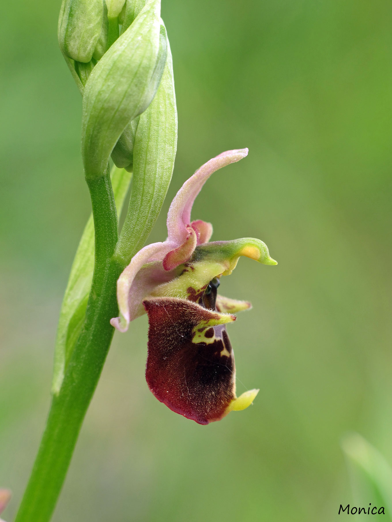 Ophrys holosericea subsp. holosericea?