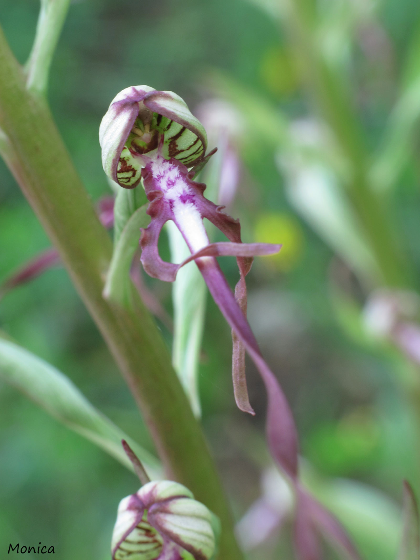 Himantoglossum adriaticum