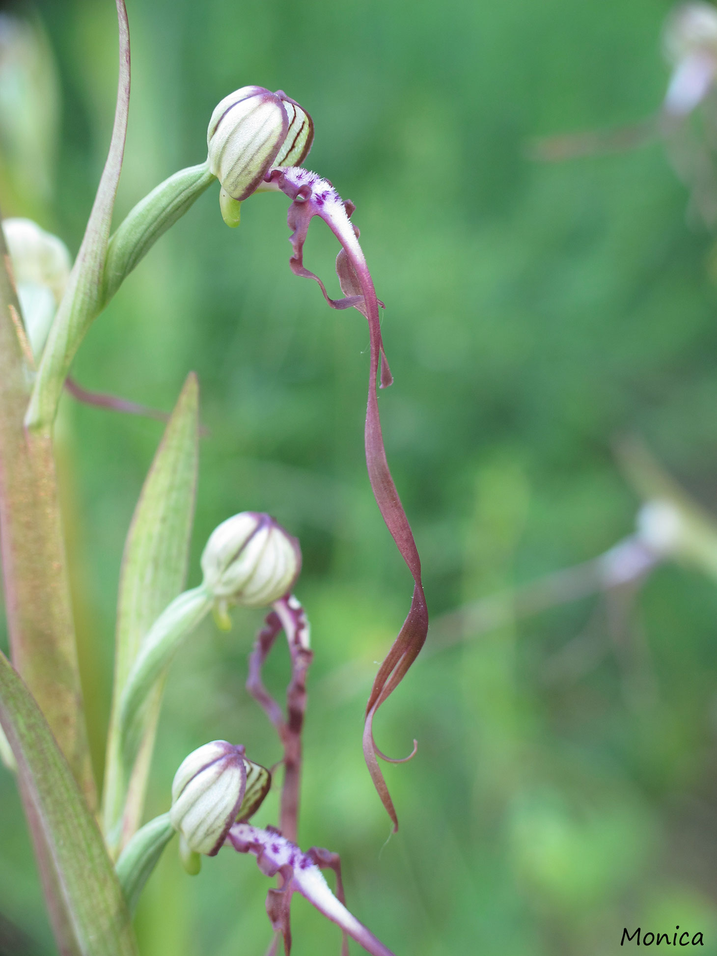 Himantoglossum adriaticum