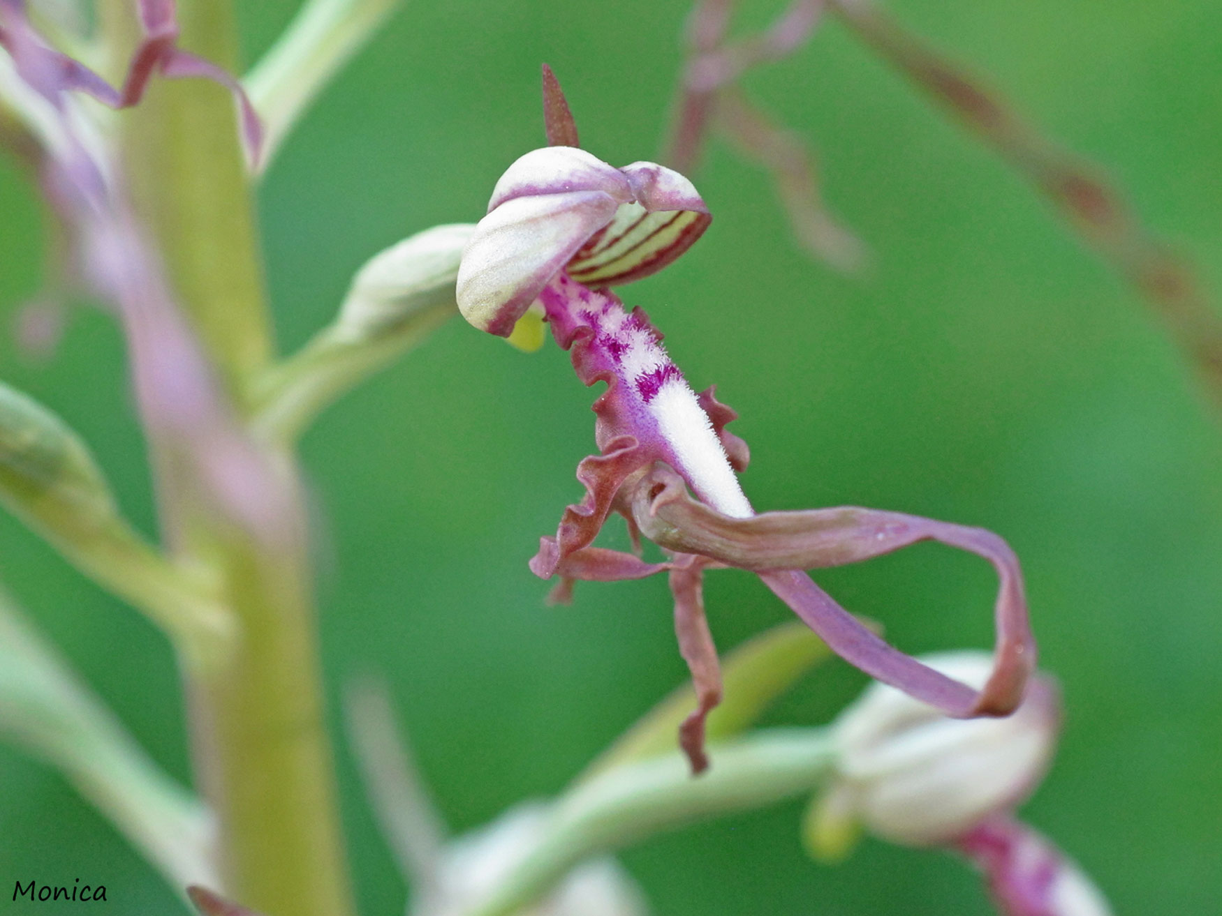 Himantoglossum adriaticum