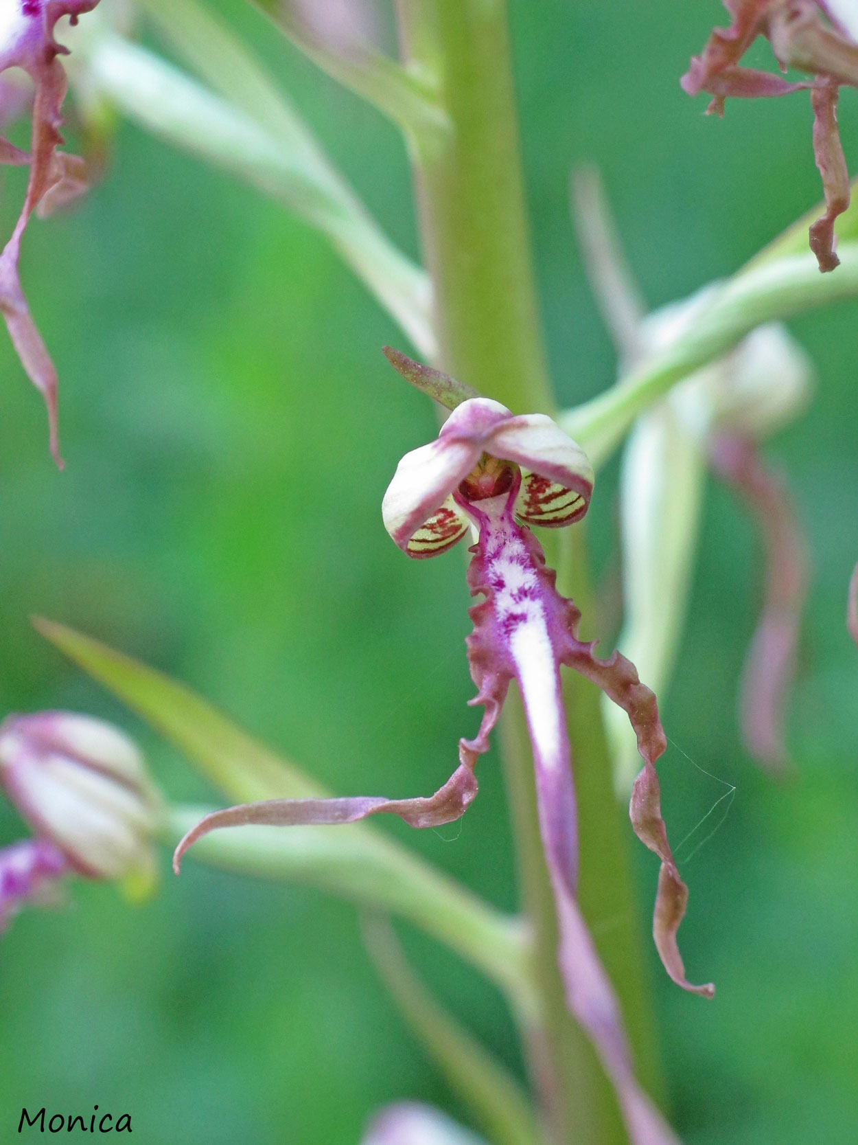 Himantoglossum adriaticum