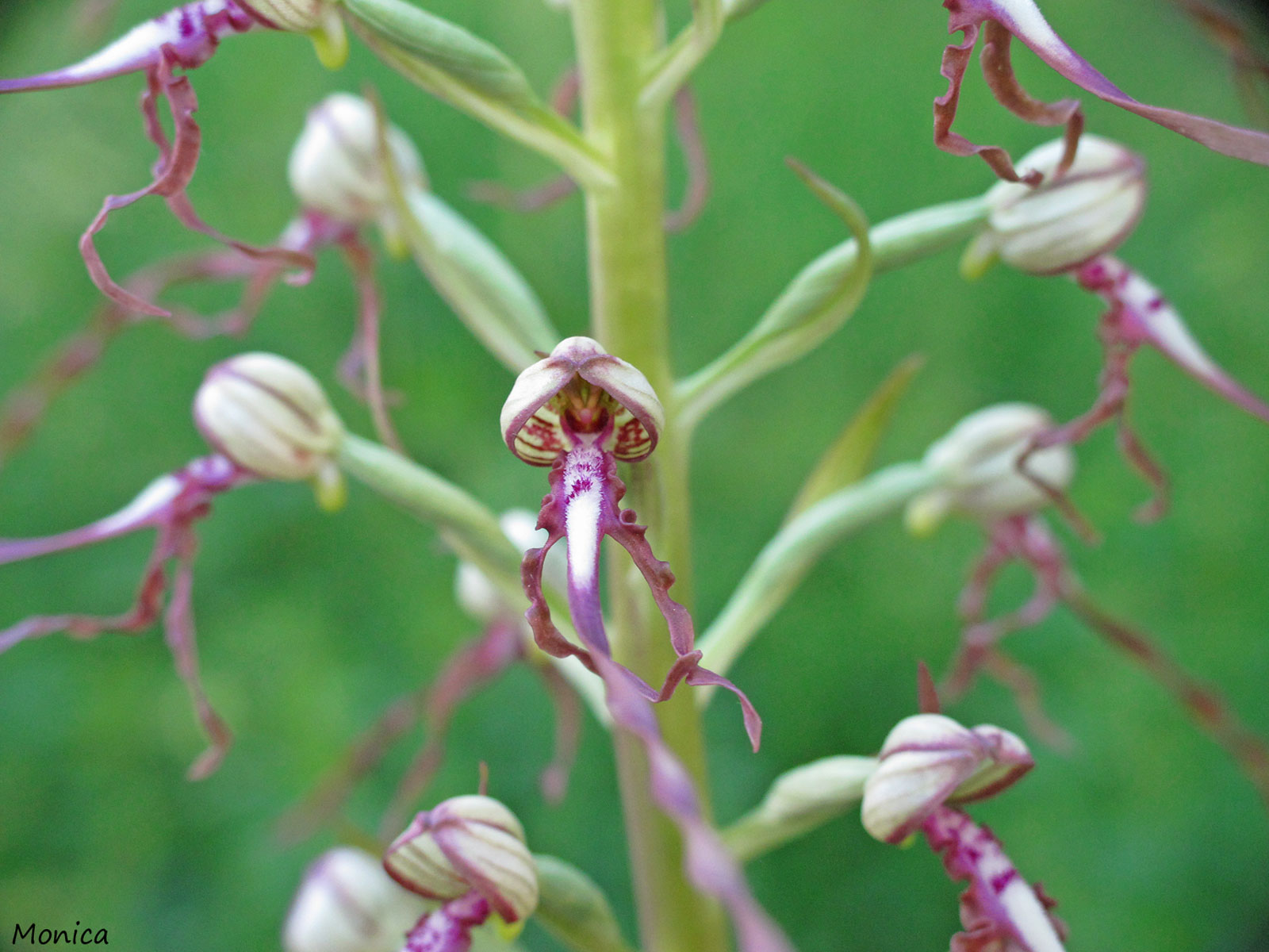 Himantoglossum adriaticum