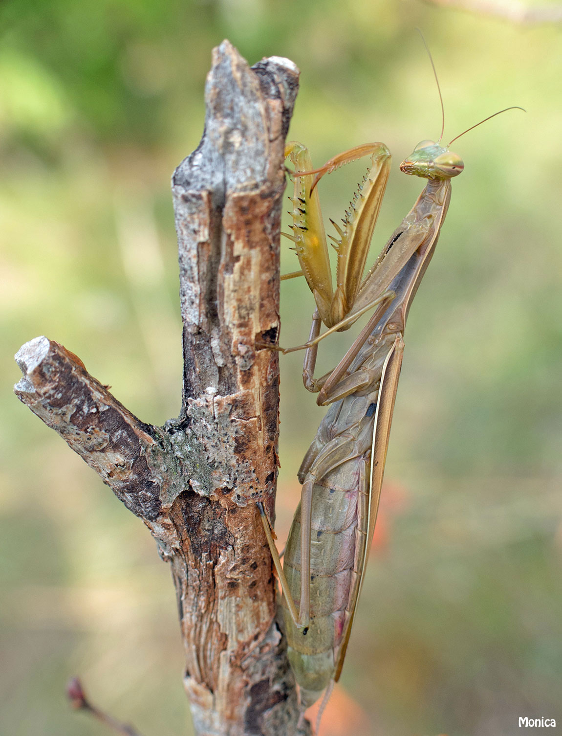 Mantide religiosa