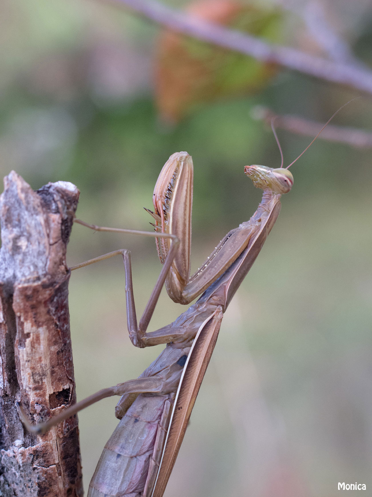 Mantide religiosa