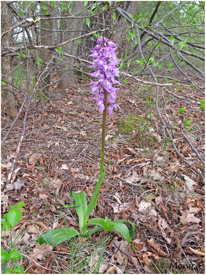 O. mascula subsp. speciosa (alias Orchis ovalis)