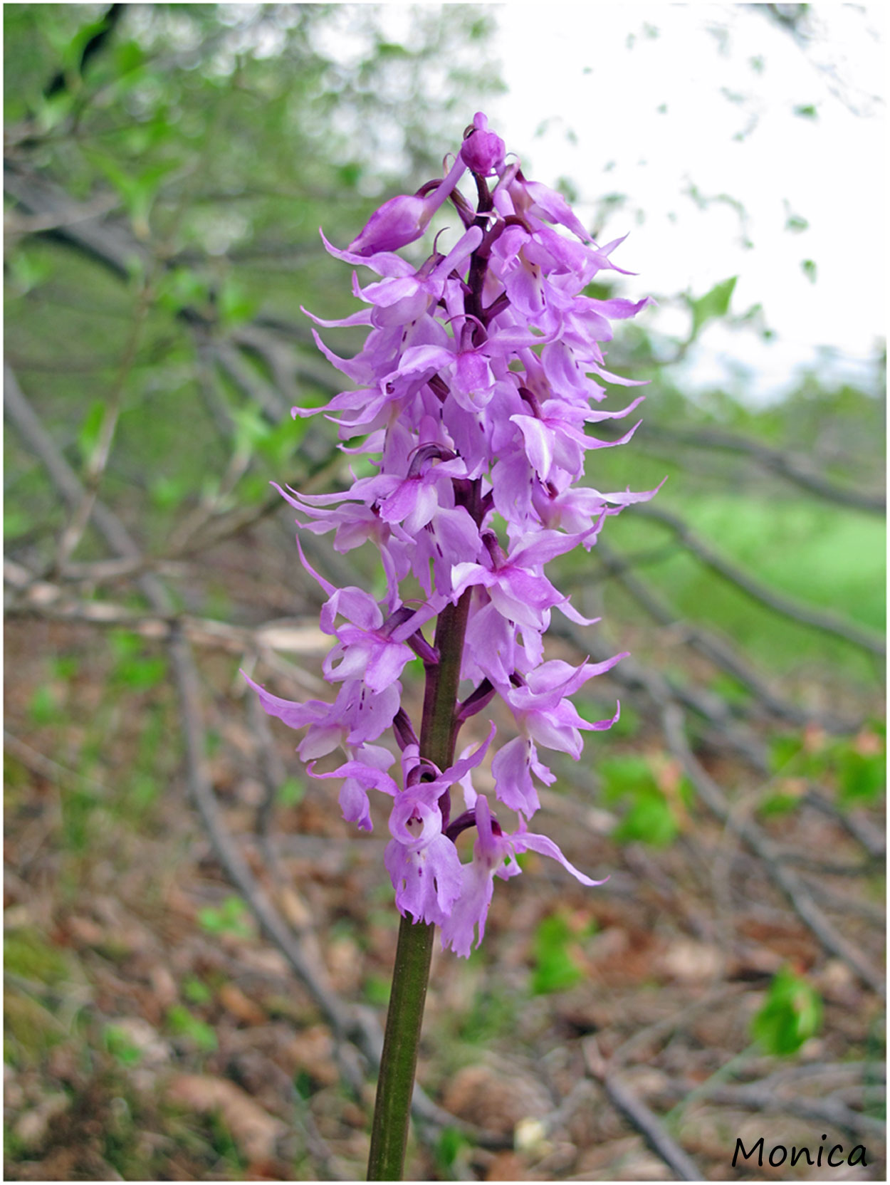 O. mascula subsp. speciosa (alias Orchis ovalis)