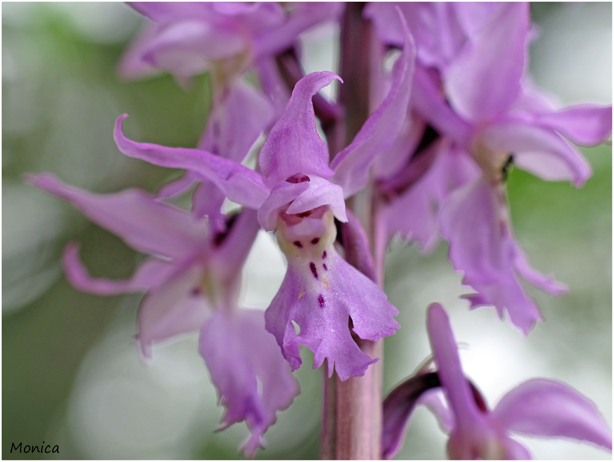 O. mascula subsp. speciosa (alias Orchis ovalis)