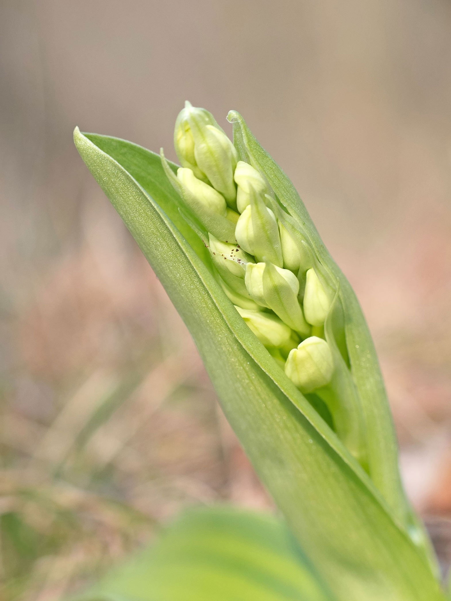 Orchis pallens