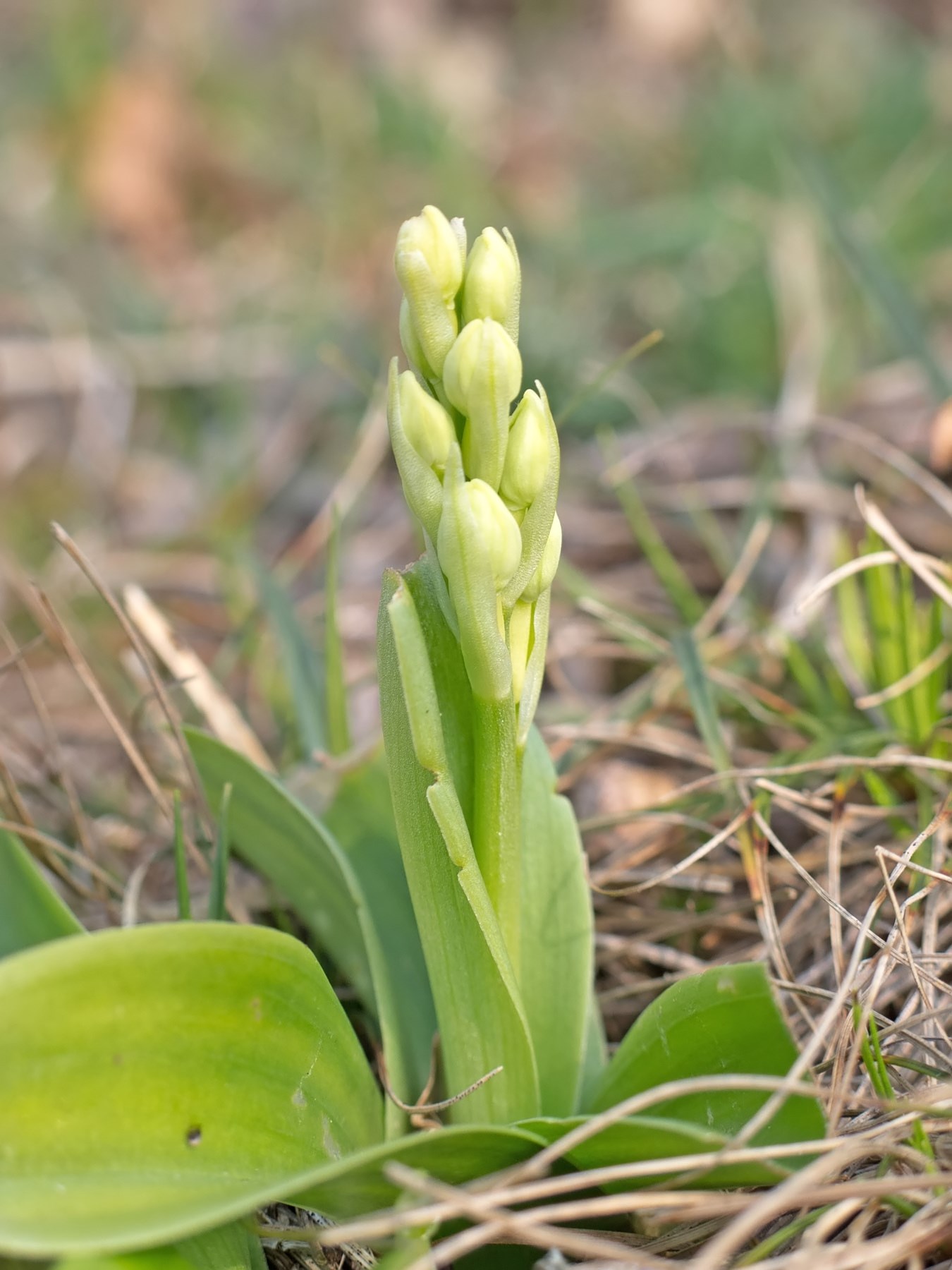 Orchis pallens