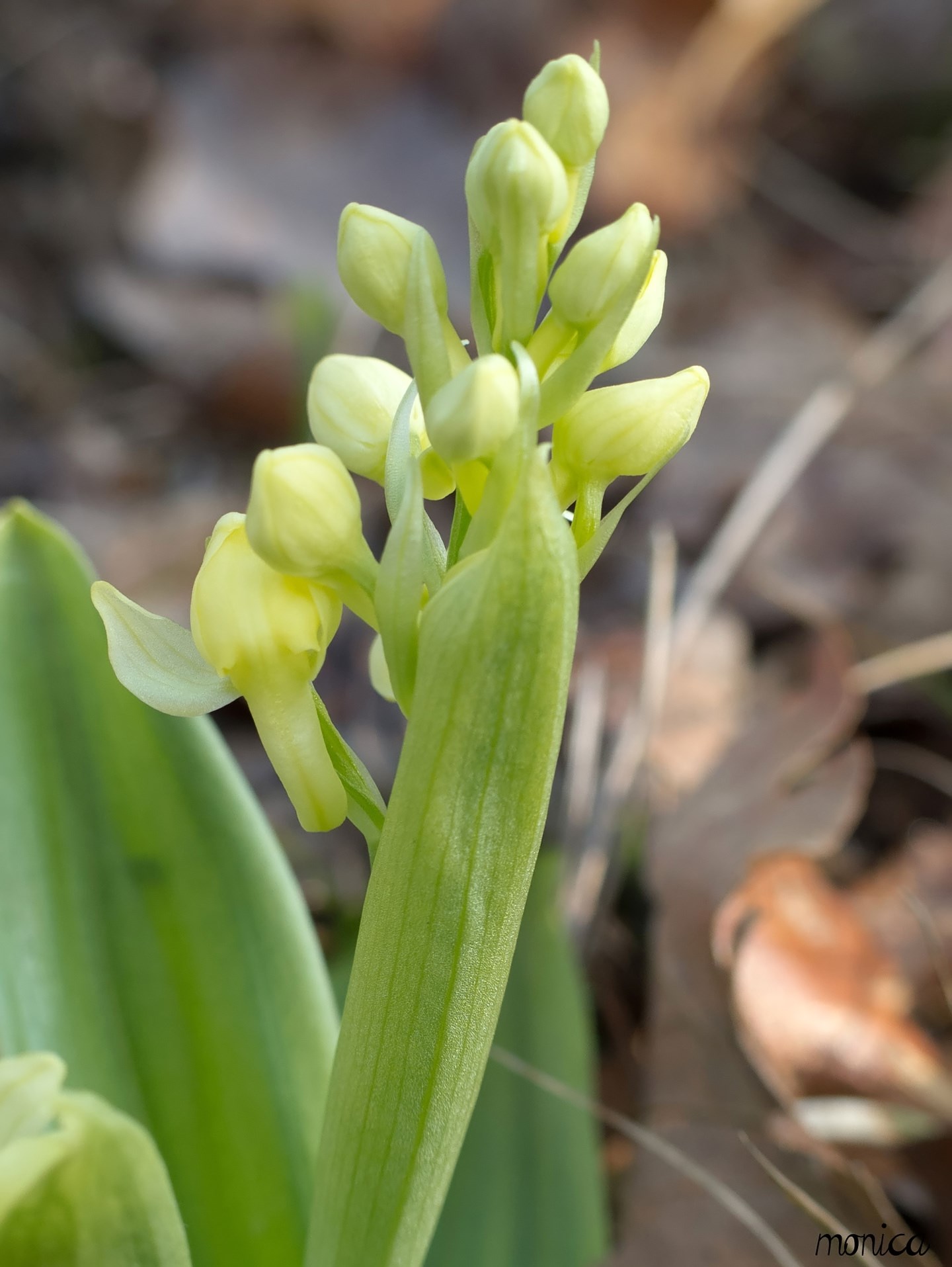 Orchis pallens