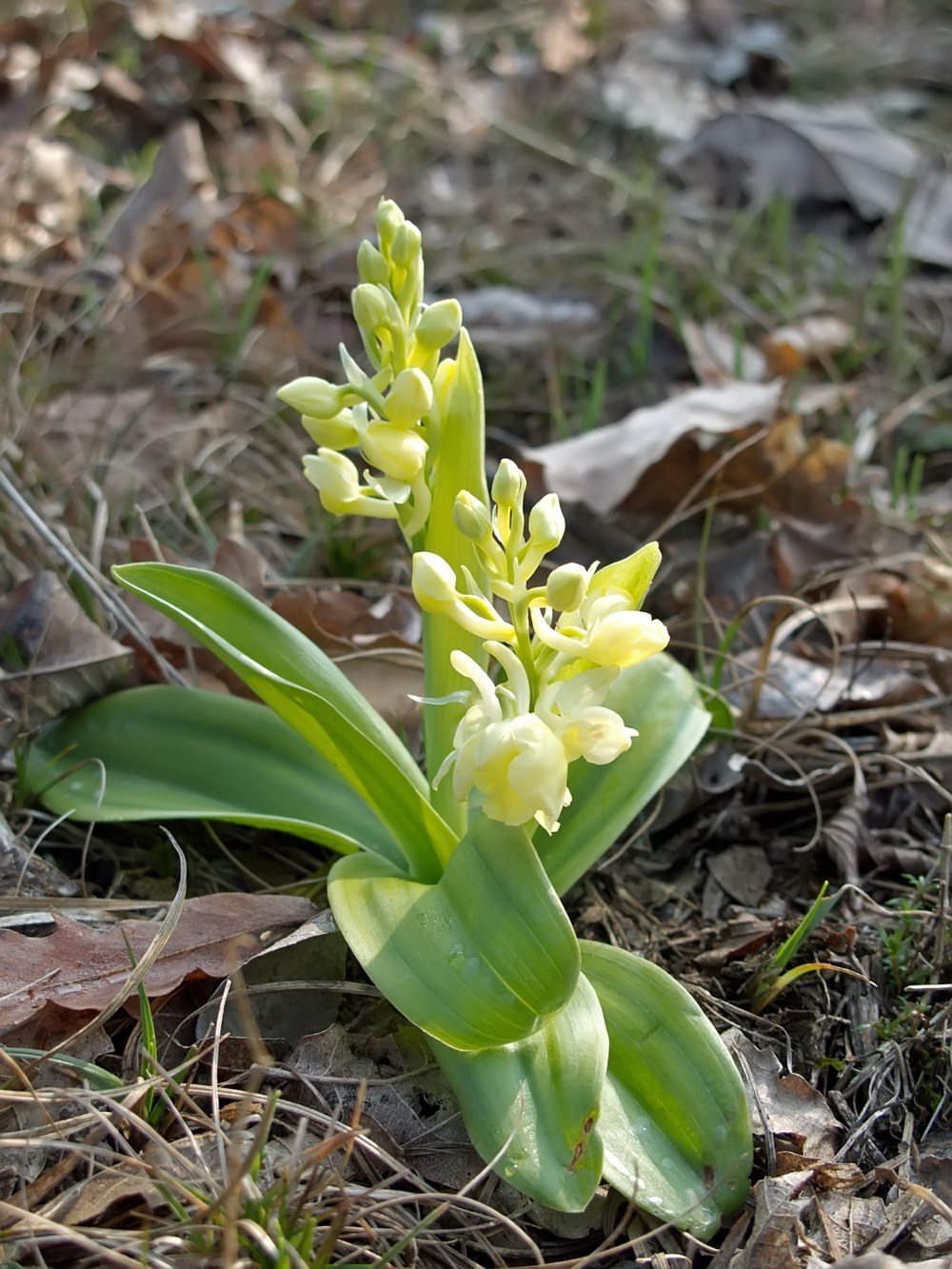 Orchis pallens