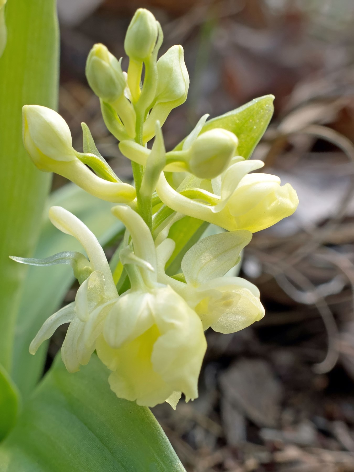 Orchis pallens