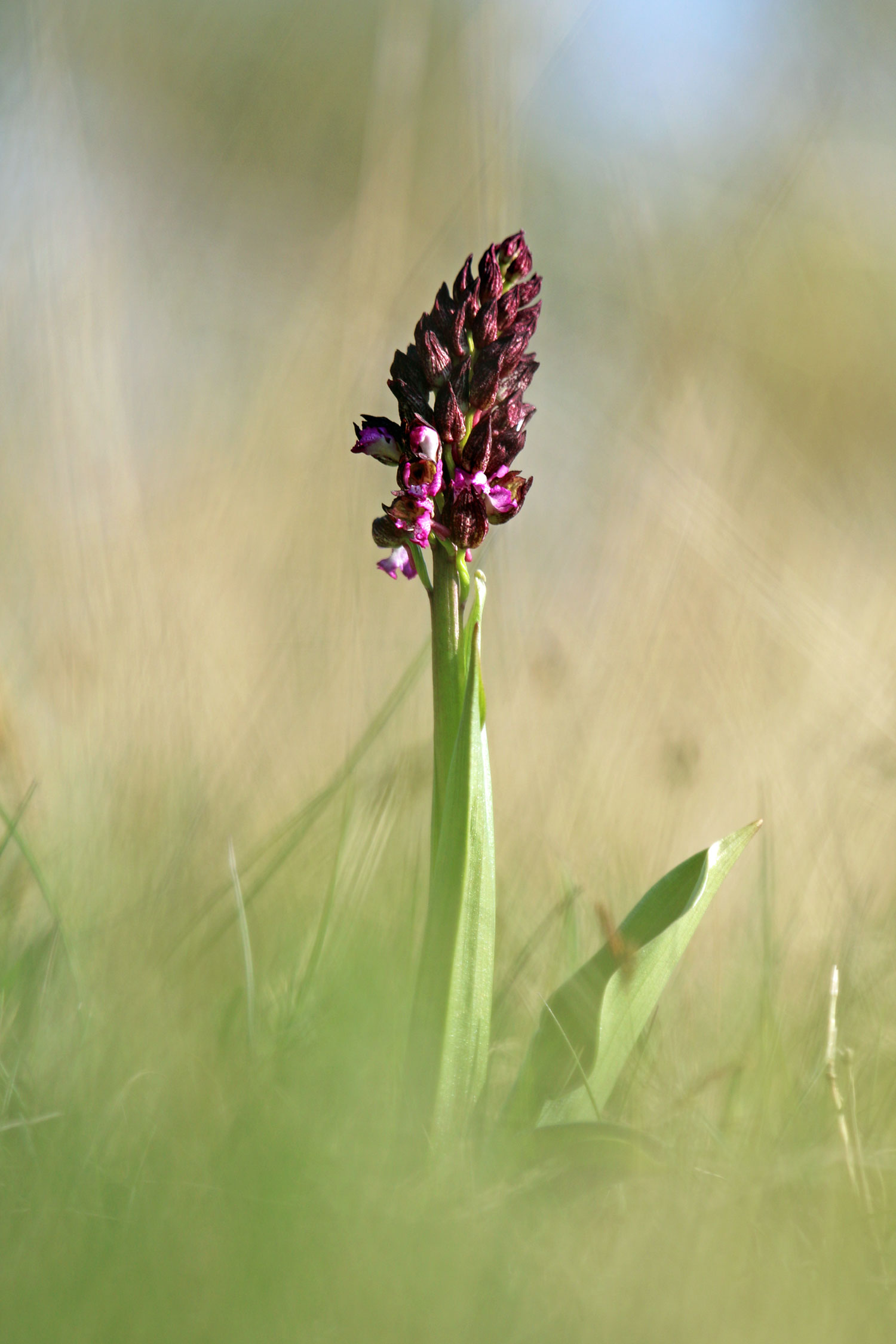 Orchis purpurea Huds. - Muggia (TS)