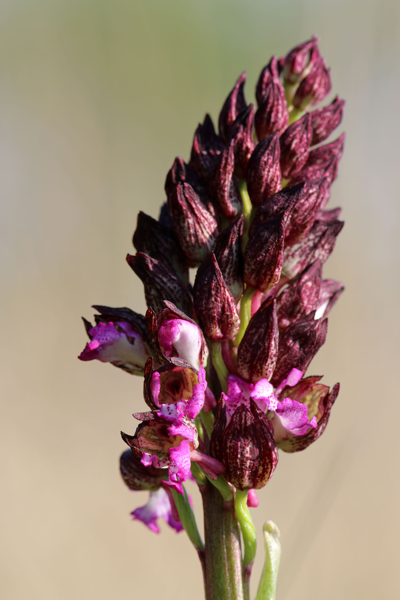 Orchis purpurea Huds. - Muggia (TS)