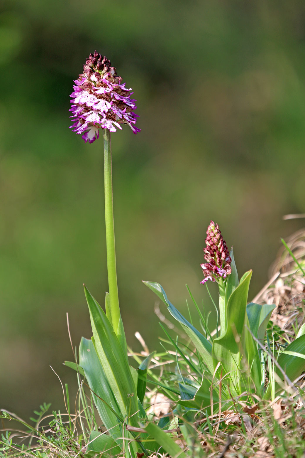 Orchis purpurea Huds. - Muggia (TS)