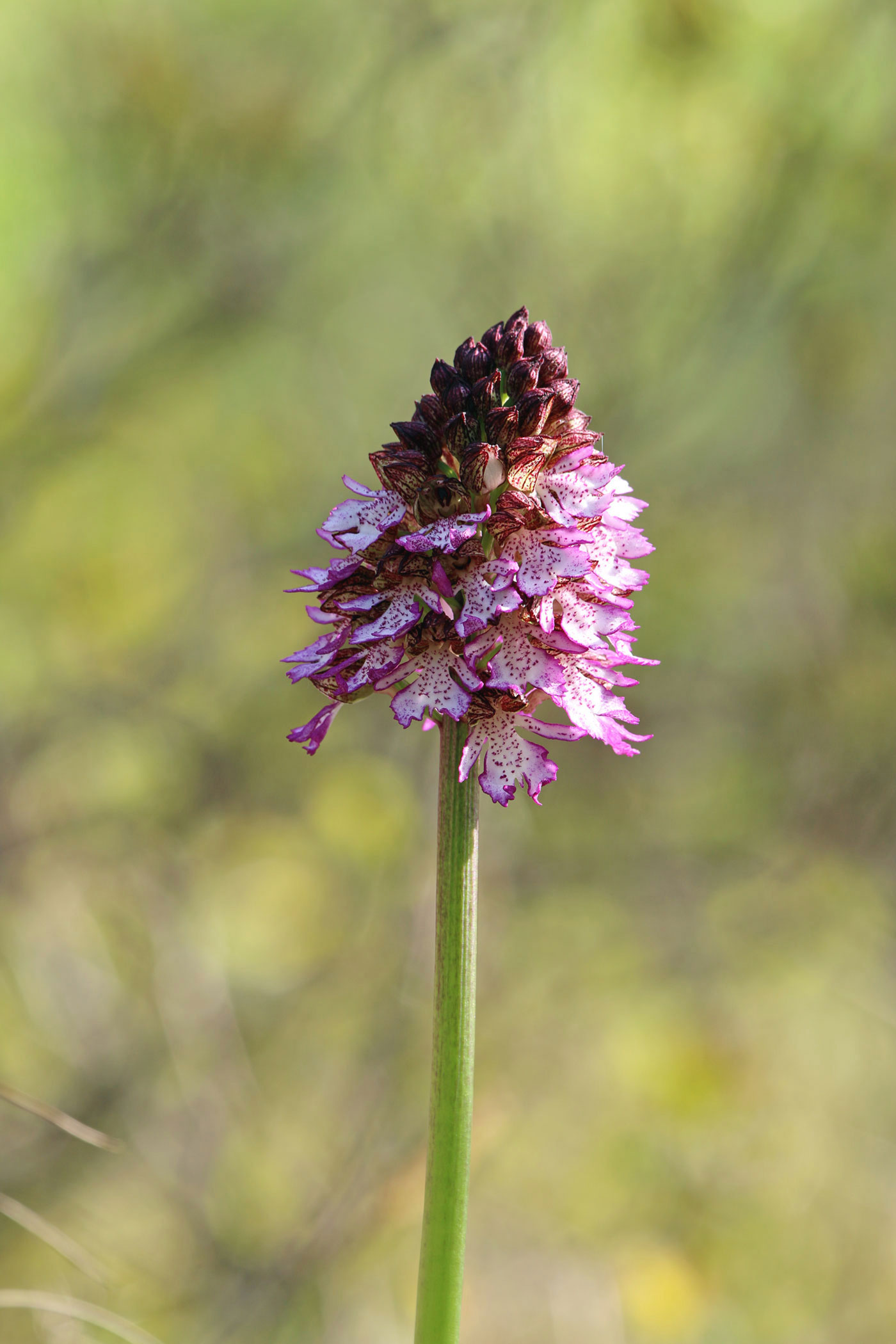 Orchis purpurea Huds. - Muggia (TS)