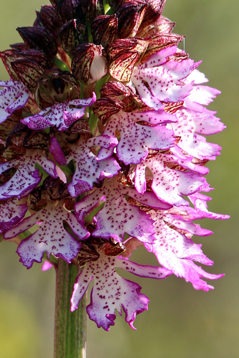 Orchis purpurea Huds. - Muggia (TS)