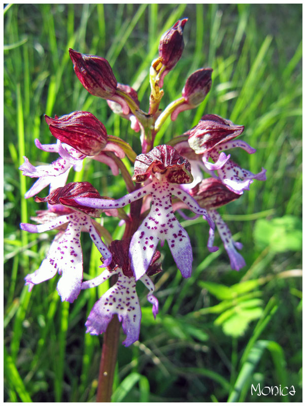 Orchis purpurea Huds.