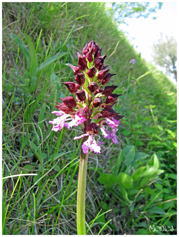 Orchis purpurea Huds.