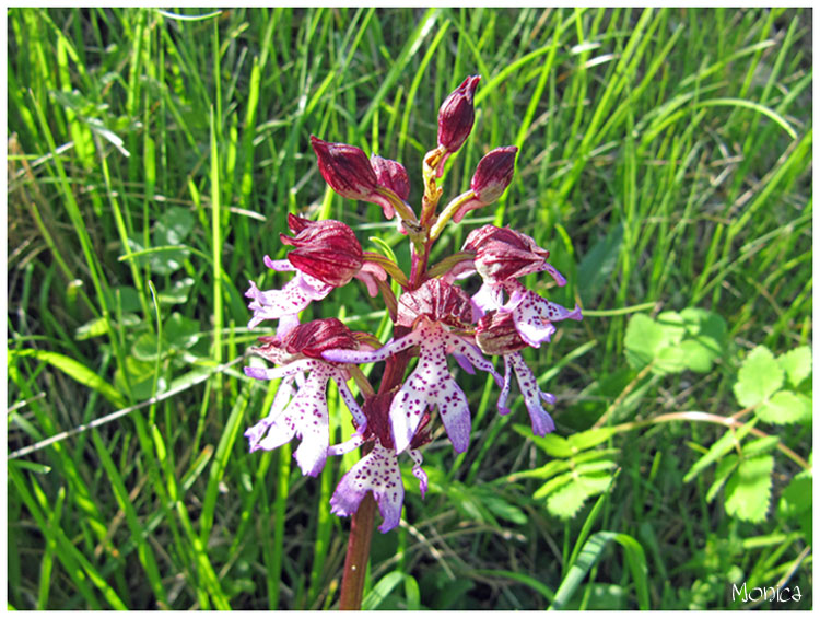 Orchis purpurea Huds.