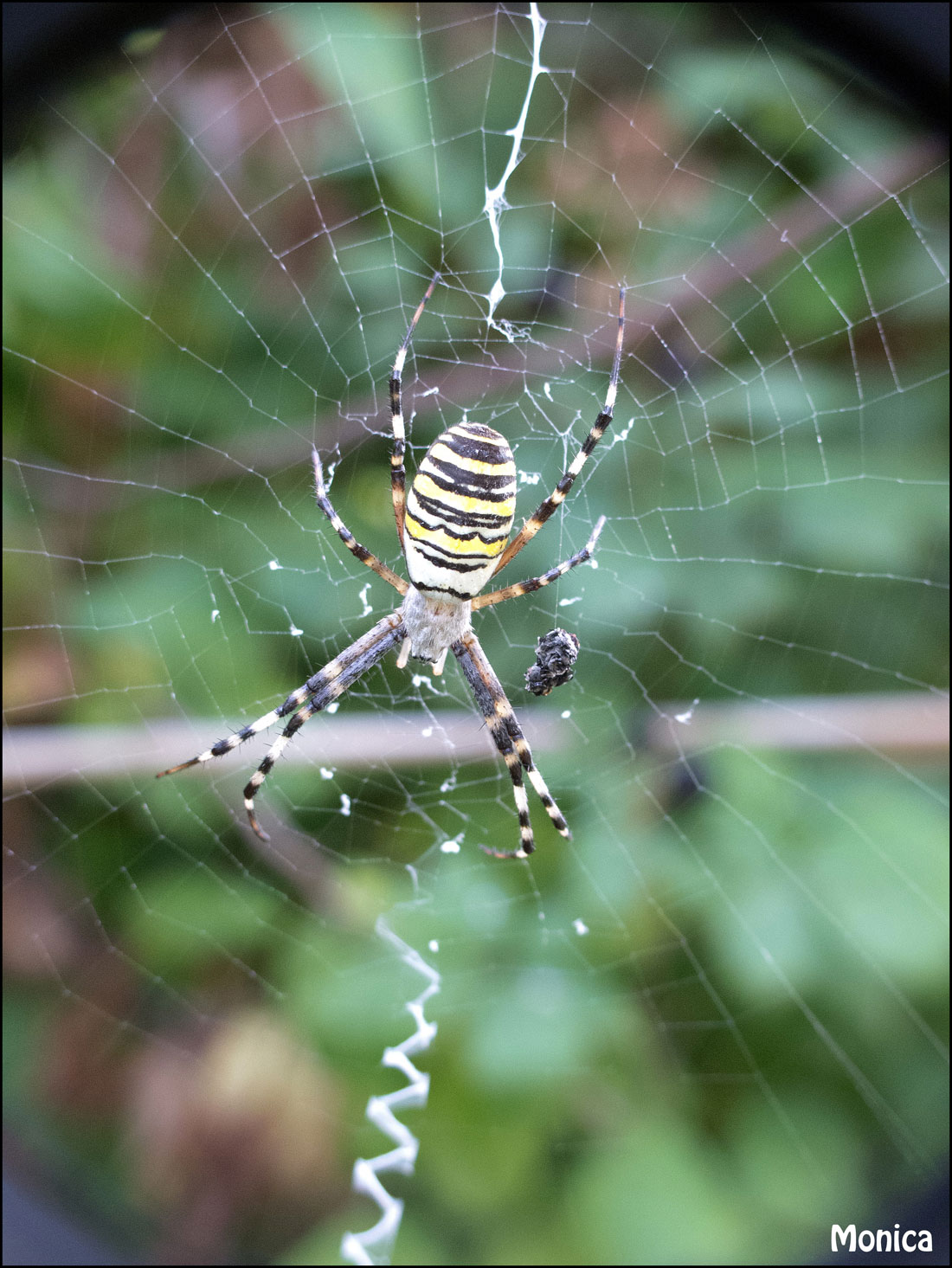 Argiope bruennichi