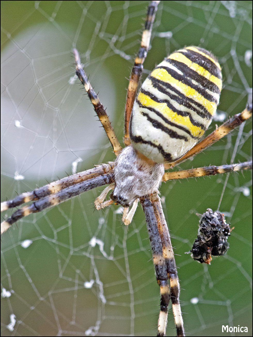 Argiope bruennichi