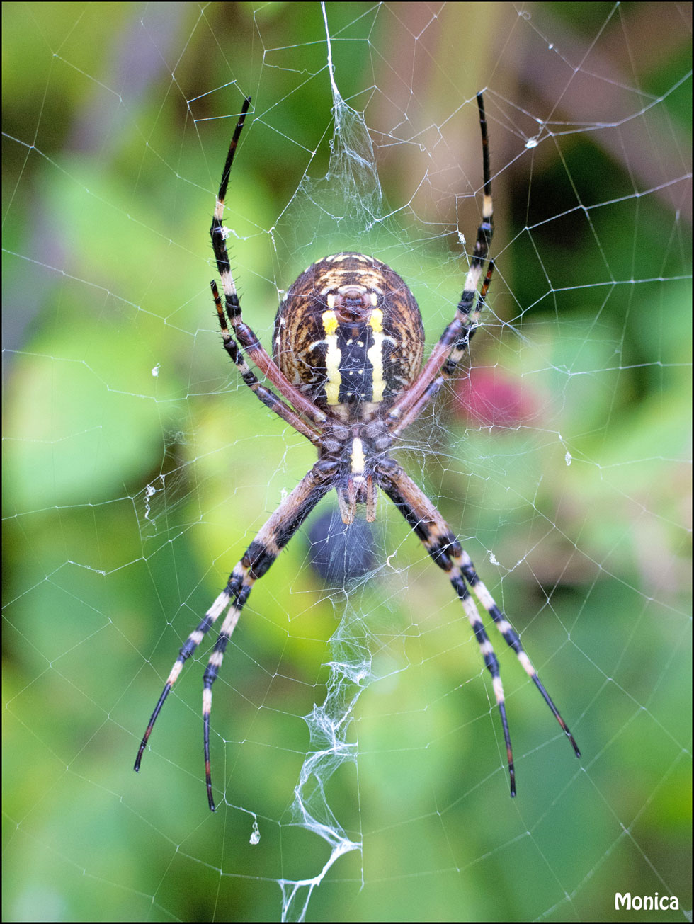 Argiope bruennichi