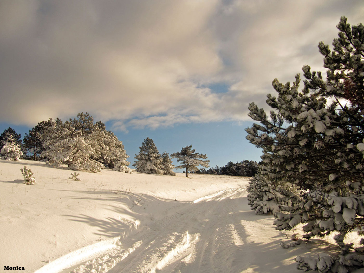 Alberi d''inverno... un invito