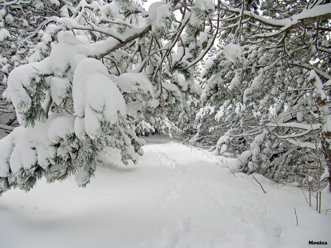 Alberi d''inverno... un invito