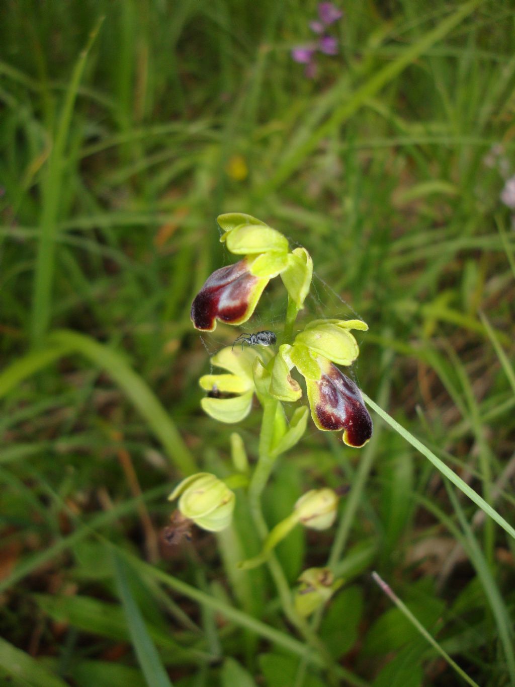 Ophrys gr. fusca