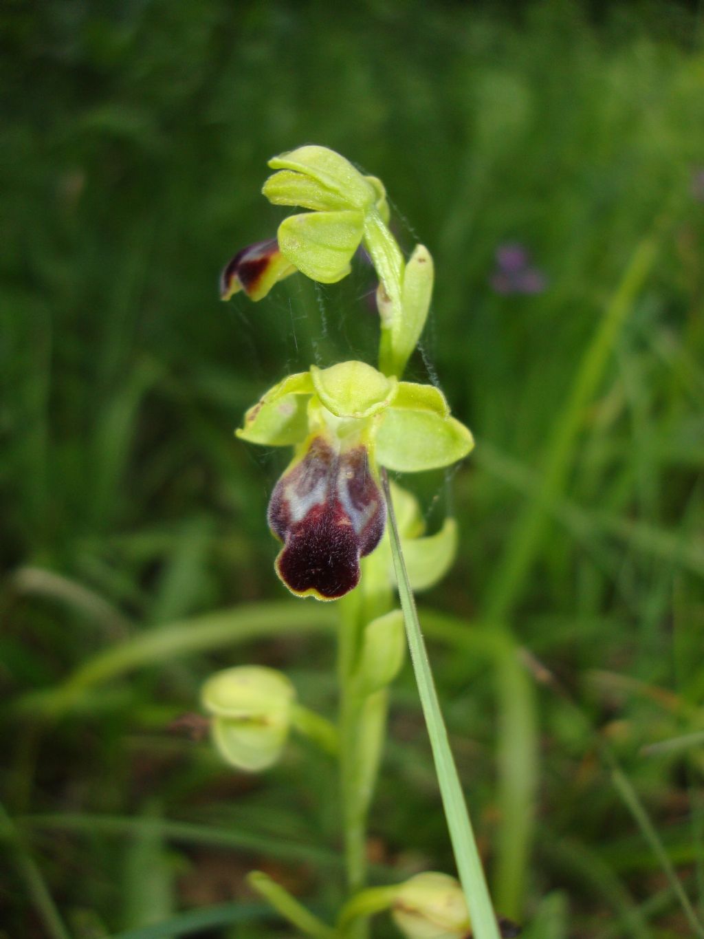 Ophrys gr. fusca