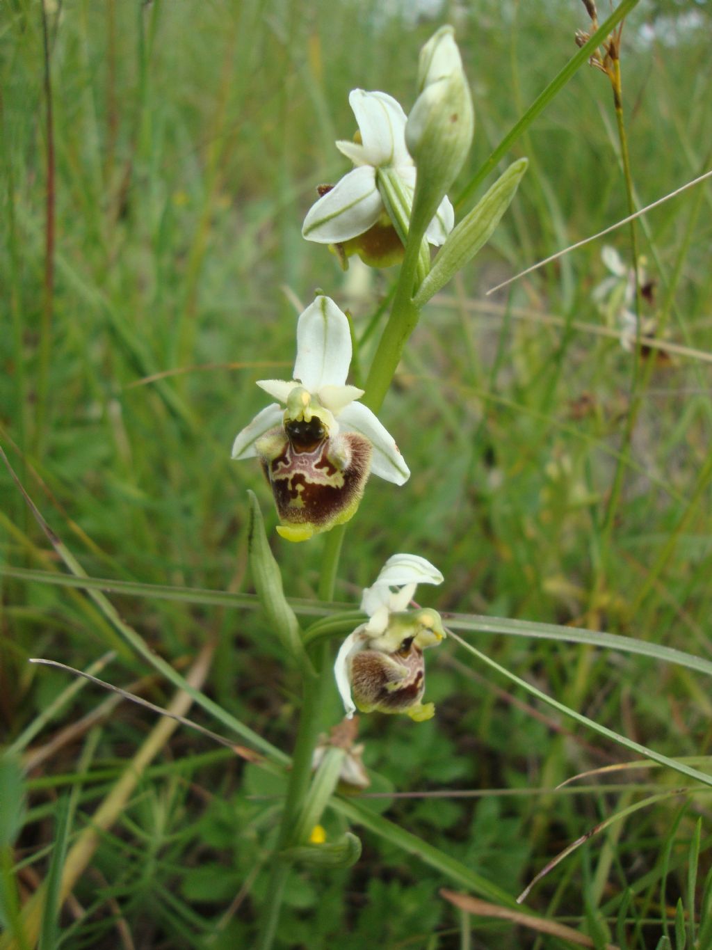 Ophrys gr. fuciflora