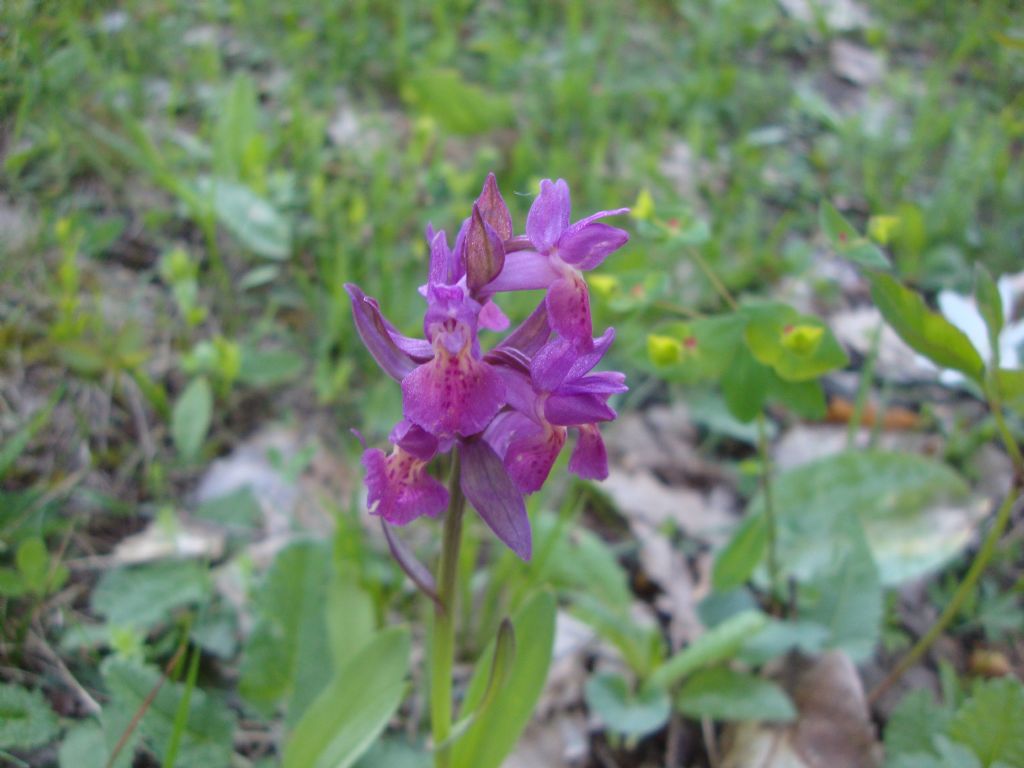 Dactylorhiza sambucina