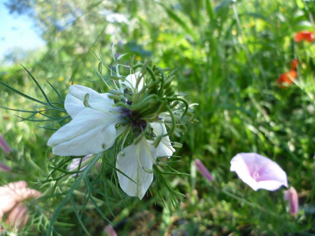 Nigella damascena