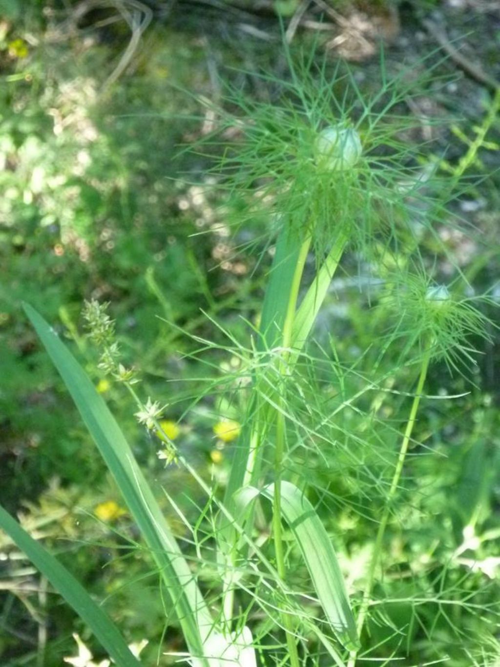 Nigella damascena