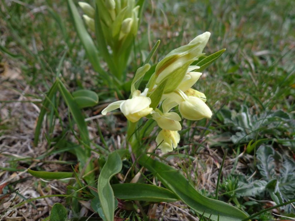 Dactylorhiza sambucina