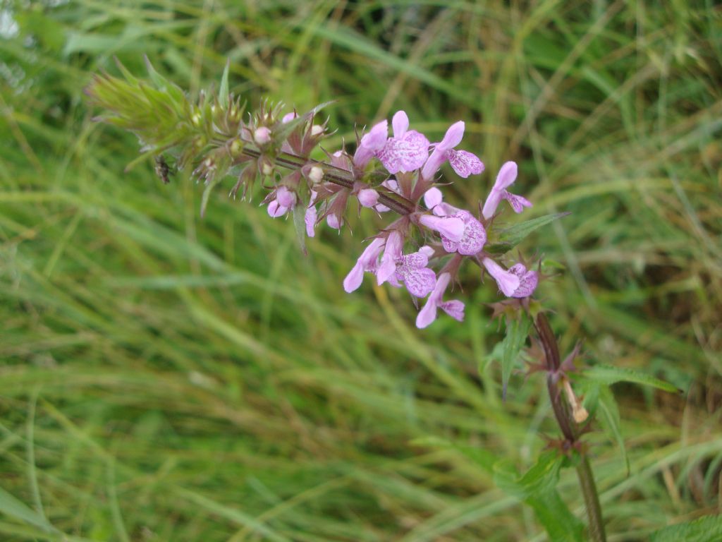 Stachys palustris