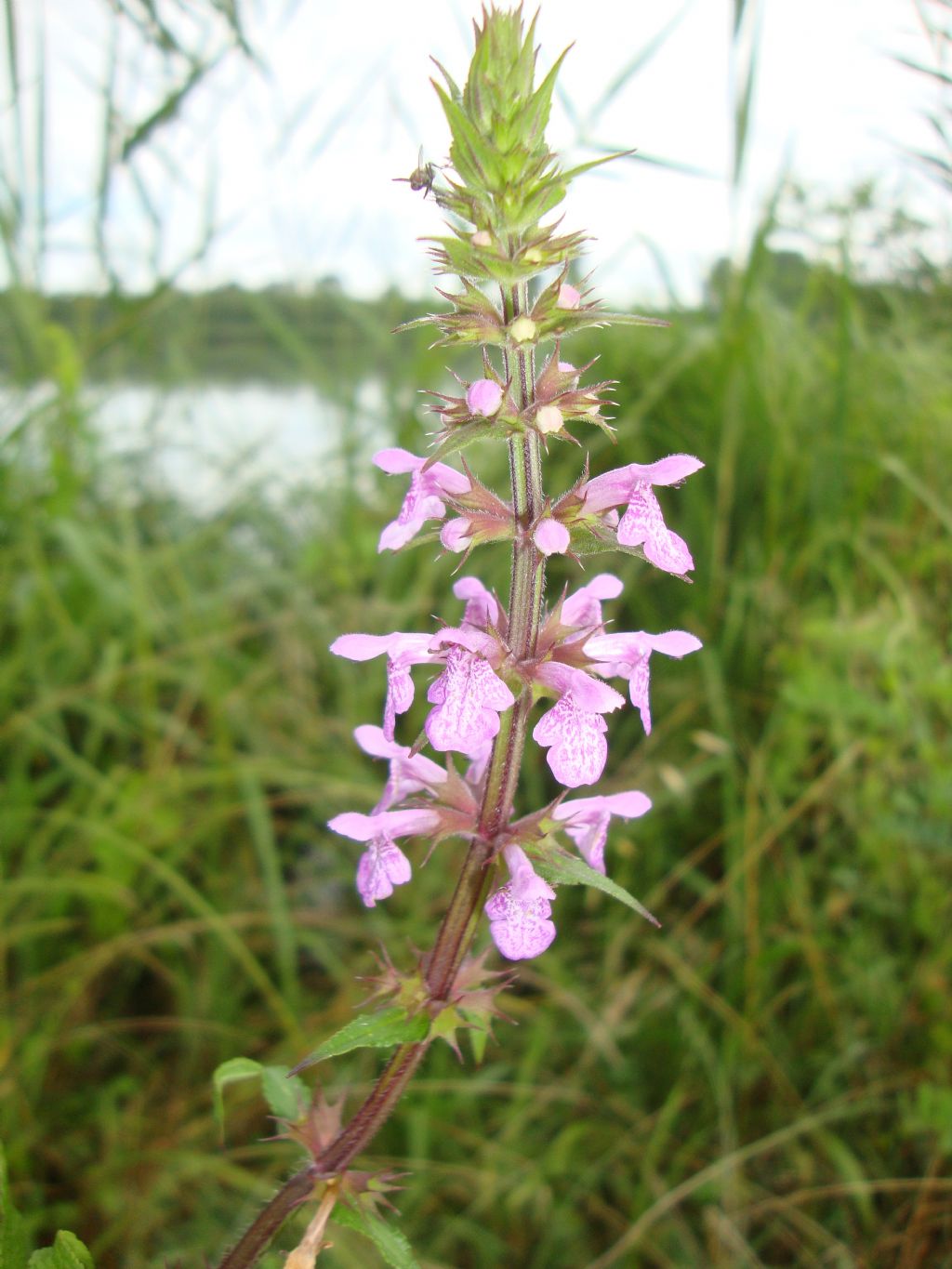 Stachys palustris