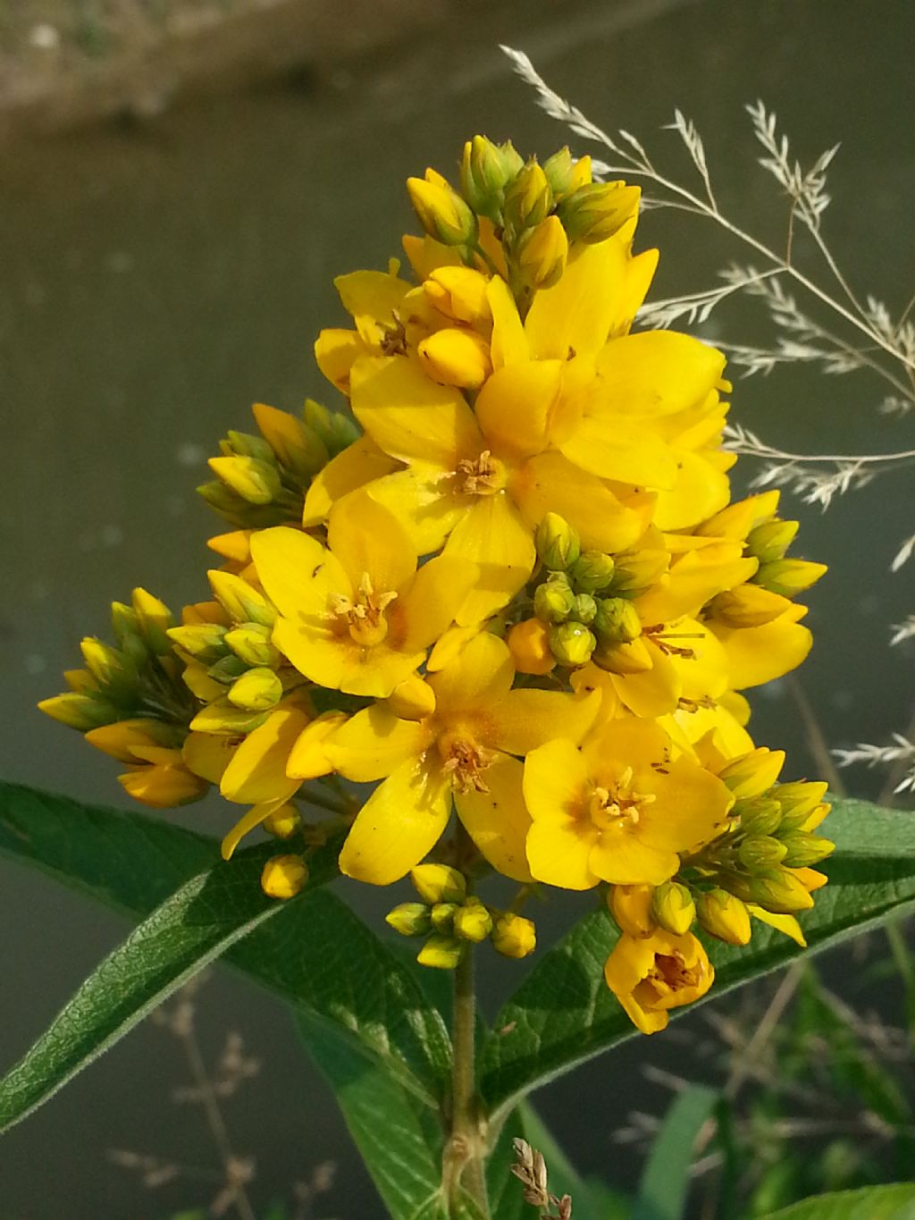 Lysimachia vulgaris