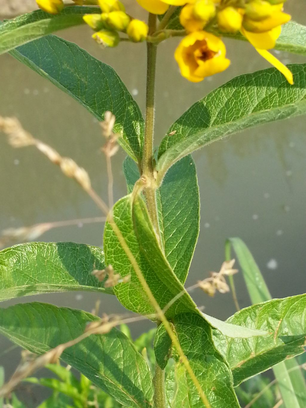 Lysimachia vulgaris