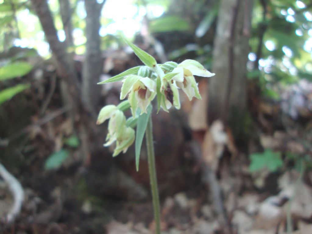 Epipactis cfr. muelleri