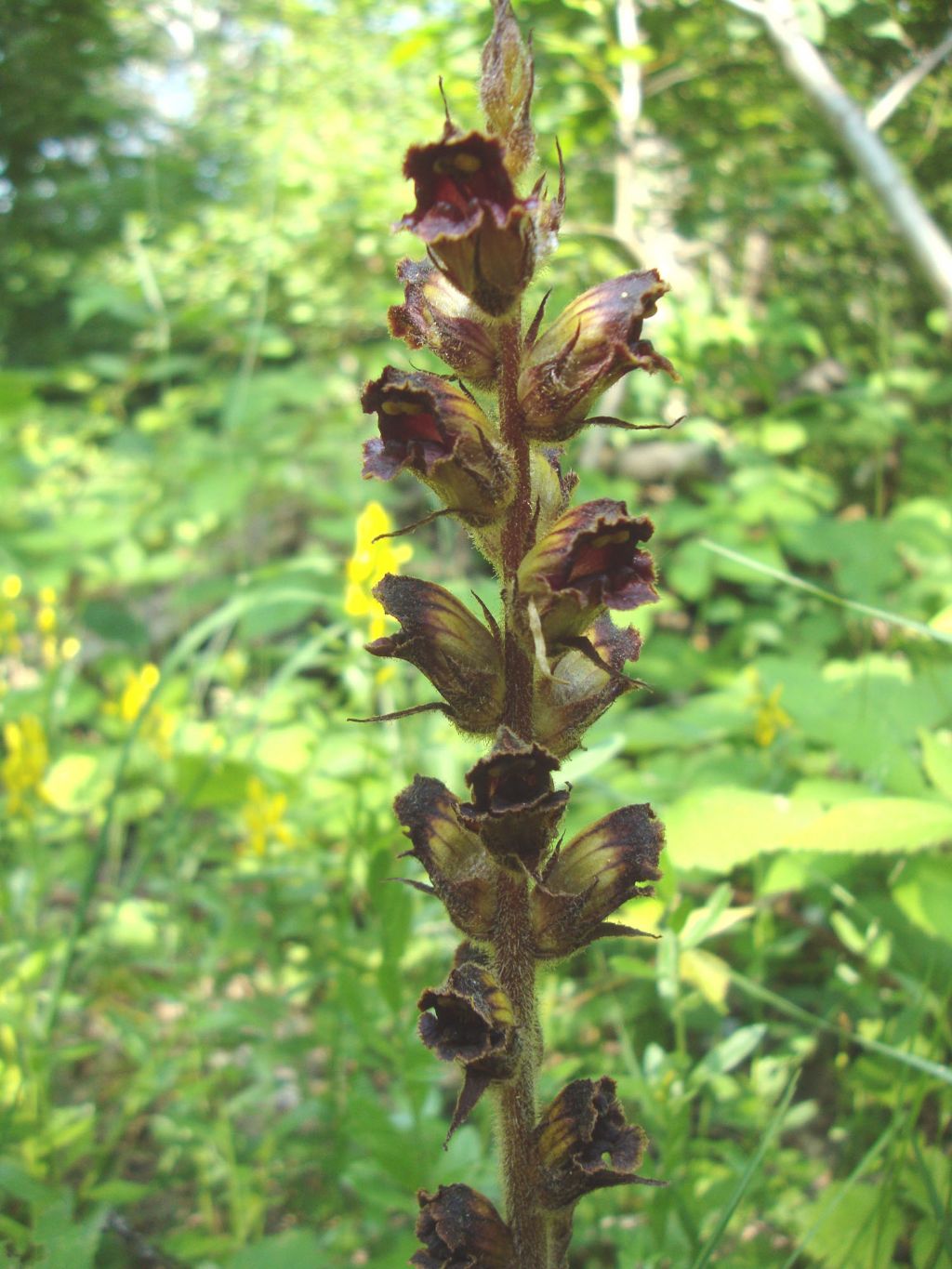 Orobanche gracilis / Succiamele rossastro