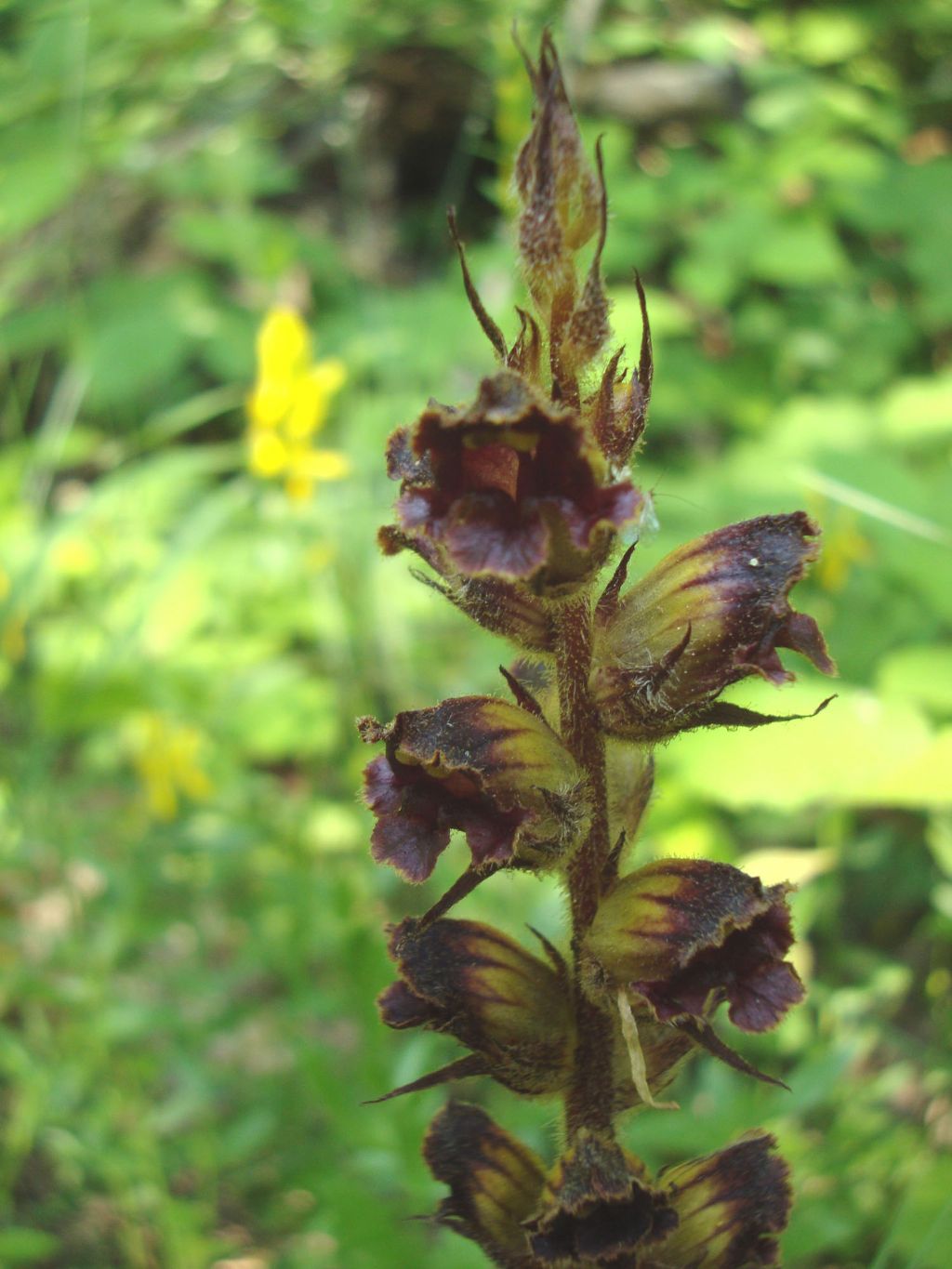 Orobanche gracilis / Succiamele rossastro