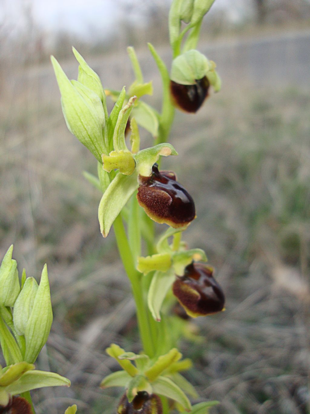 ophrys...?