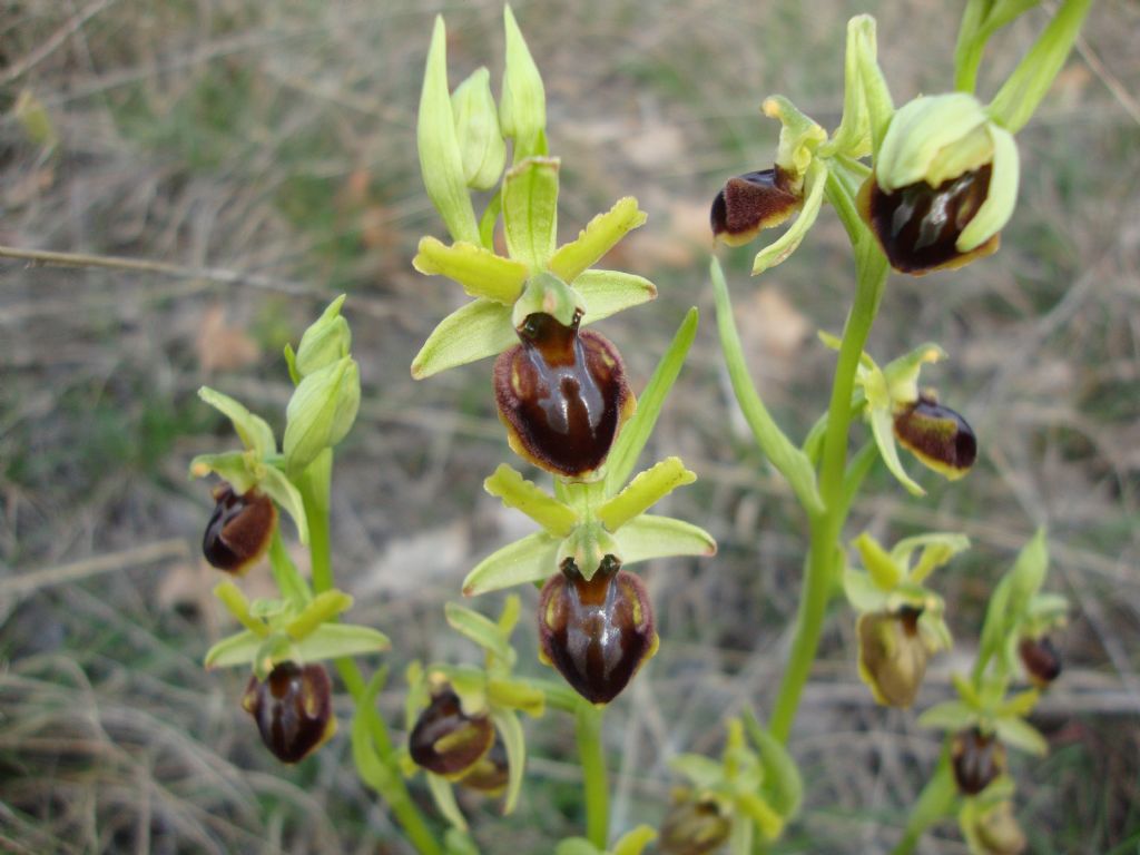 ophrys...?