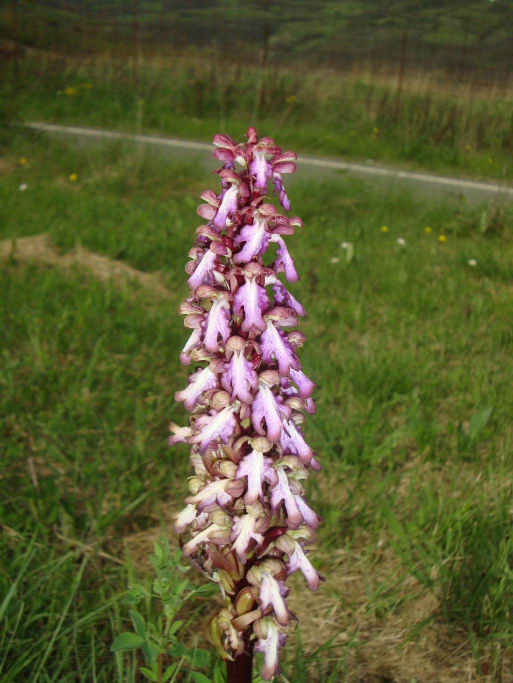 Barlia robertiana