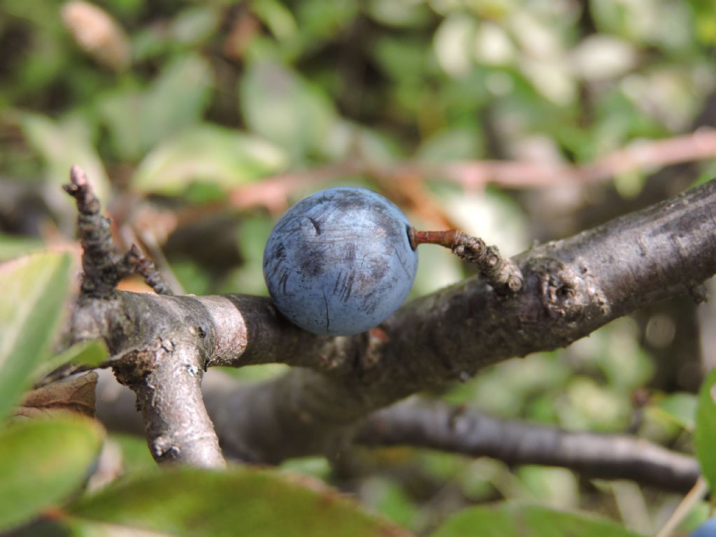Bacche - Prunus spinosa