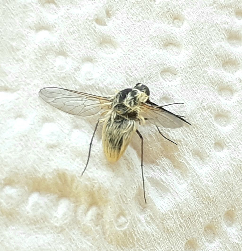 Bombyliidae:  Bombylius?  No, Systoechus sp.