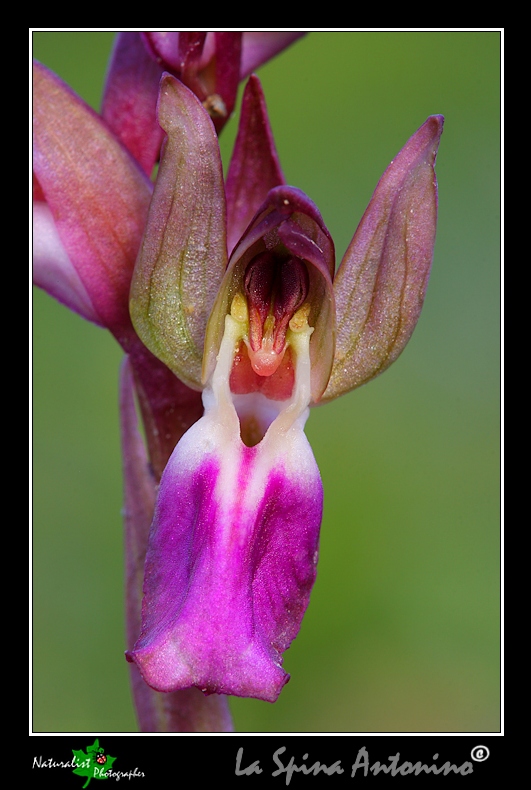 Le Prime Orchidee della Sicilia Orientale!