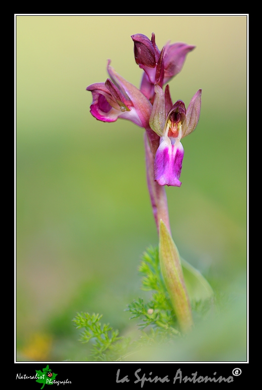 Le Prime Orchidee della Sicilia Orientale!